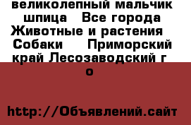 великолепный мальчик шпица - Все города Животные и растения » Собаки   . Приморский край,Лесозаводский г. о. 